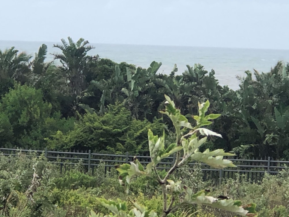 Residential vacant land for sale in Leisure Bay - 1PD1331909 Residential vacant land for sale in Leisure Bay - 1PD1331909