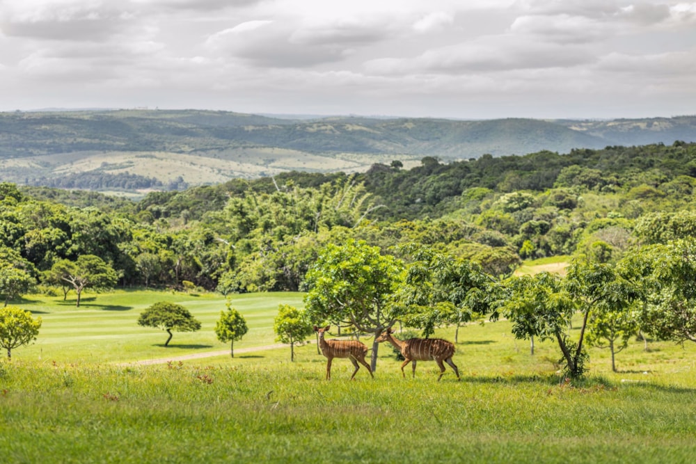 Residential vacant land for sale in Olivewood Private Estate - 1ET1667974