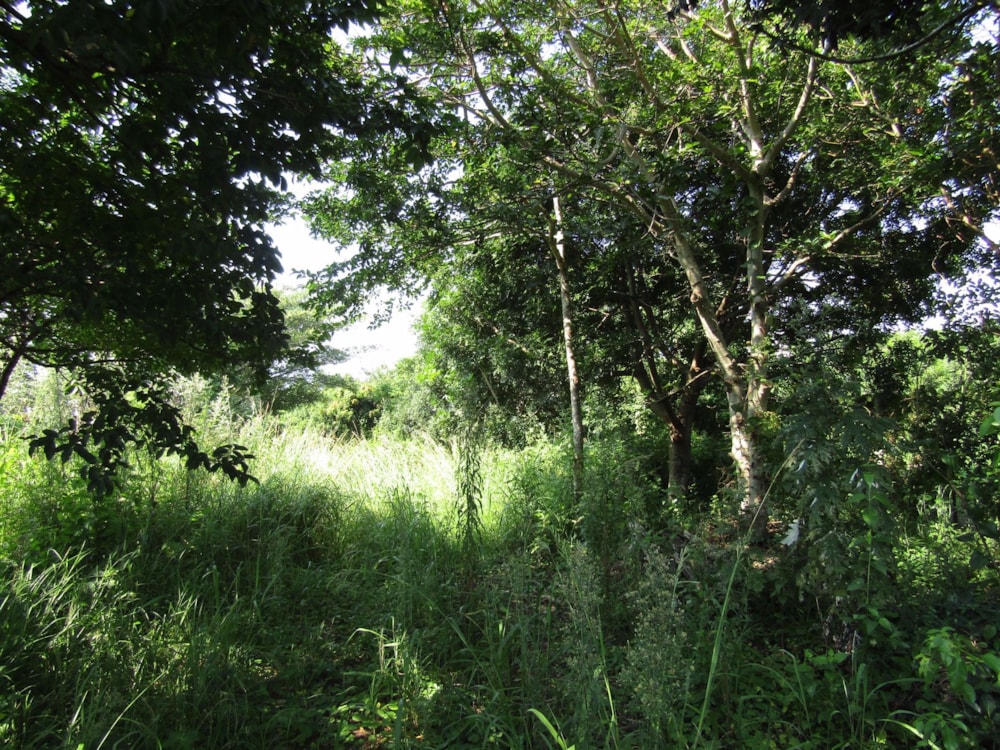 Vacant land for sale in Banners Rest - 1PD1025228