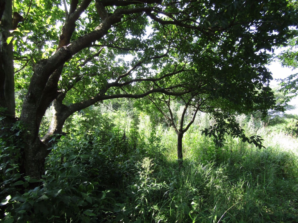 Vacant land for sale in Banners Rest - 1PD1025228