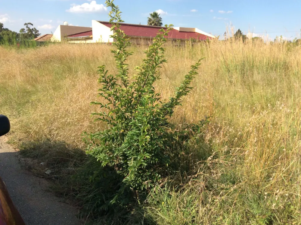 Residential vacant land for sale in Krugersrus - 1SP1527295 Residential vacant land for sale in Krugersrus - 1SP1527295
