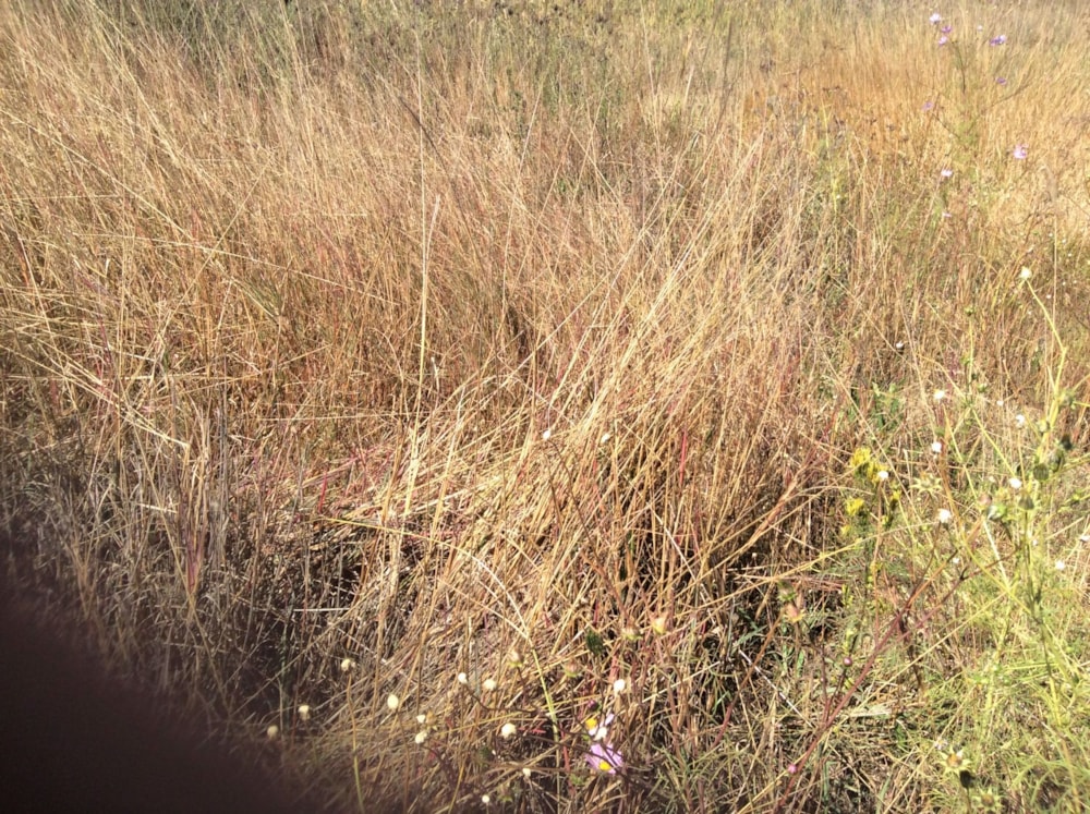 Residential vacant land for sale in Krugersrus - 1SP1527295 Residential vacant land for sale in Krugersrus - 1SP1527295