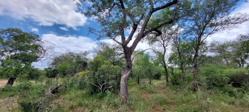 Vacant land for sale in Moditlo Nature Reserve - 1HS1639202