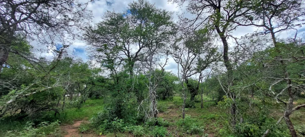 Vacant land for sale in Moditlo Nature Reserve - 1HS1639202