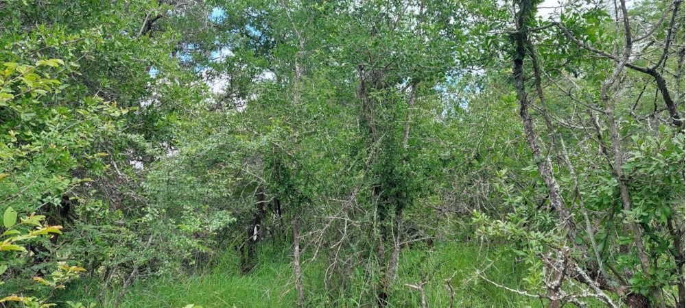 Vacant land for sale in Moditlo Nature Reserve - 1HS1639202 Vacant land for sale in Moditlo Nature Reserve - 1HS1639202