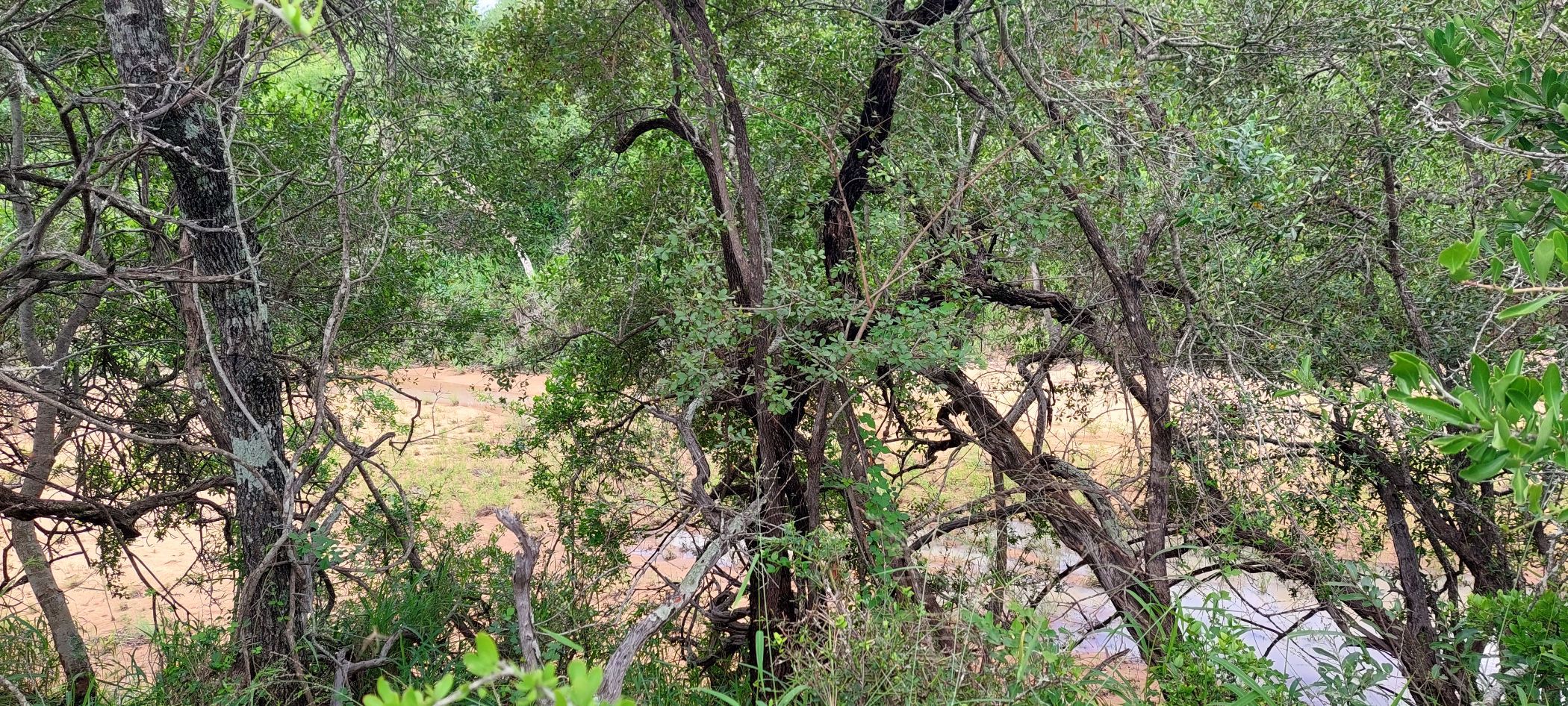 Vacant land for sale in Moditlo Nature Reserve - 1HS1639202