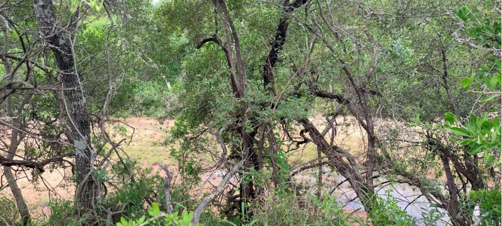 Vacant land for sale in Moditlo Nature Reserve - 1HS1639202