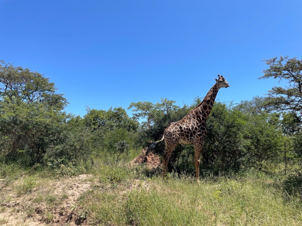 Vacant land for sale in Moditlo Nature Reserve - 1HS1639194 Vacant land for sale in Moditlo Nature Reserve - 1HS1639194