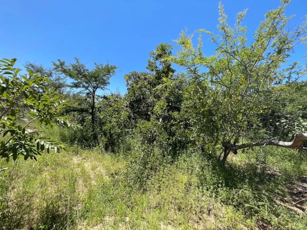 Vacant land for sale in Moditlo Nature Reserve - 1HS1639194