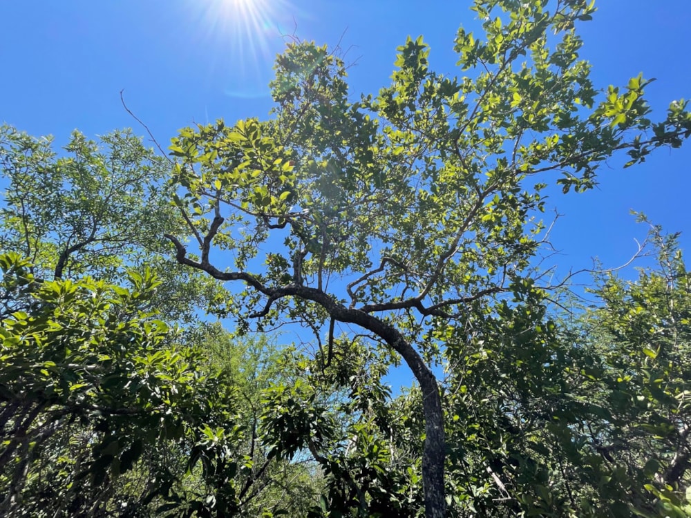 Vacant land for sale in Moditlo Nature Reserve - 1HS1639194 Vacant land for sale in Moditlo Nature Reserve - 1HS1639194