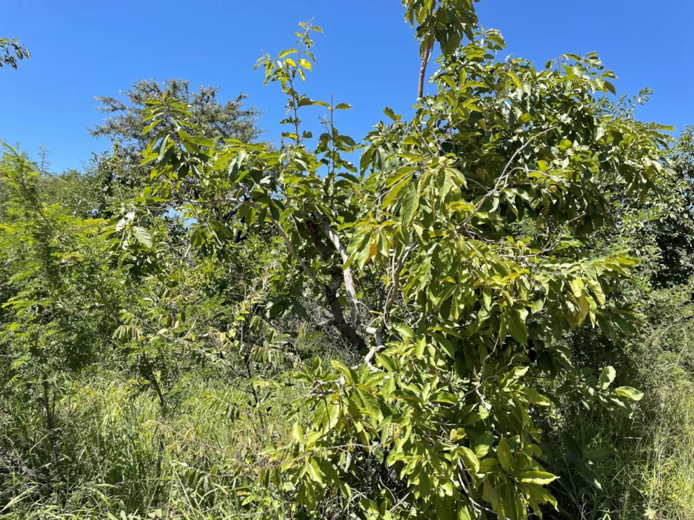 Vacant land for sale in Moditlo Nature Reserve - 1HS1639194