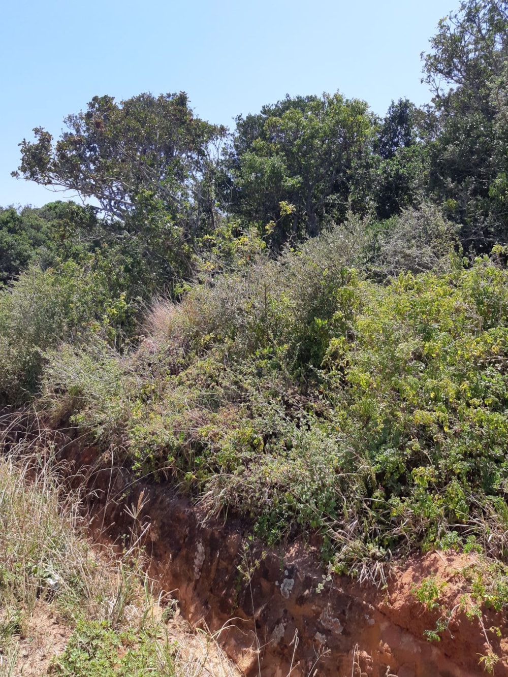 Vacant land for sale in Kenton on Sea - 1KO1561098 Vacant land for sale in Kenton on Sea - 1KO1561098