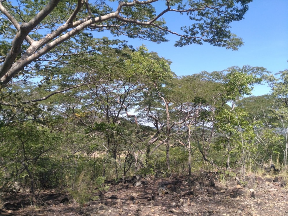 Vacant land for sale in Chirundu, Zambia - 3ZA1561168 Vacant land for sale in Chirundu, Zambia - 3ZA1561168