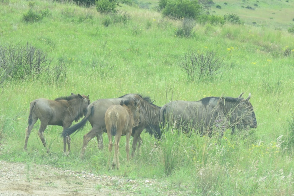 Vacant land for sale in Doornkop Fish and Wildlife Reserve  - 1DS1557585 Vacant land for sale in Doornkop Fish and Wildlife Reserve  - 1DS1557585