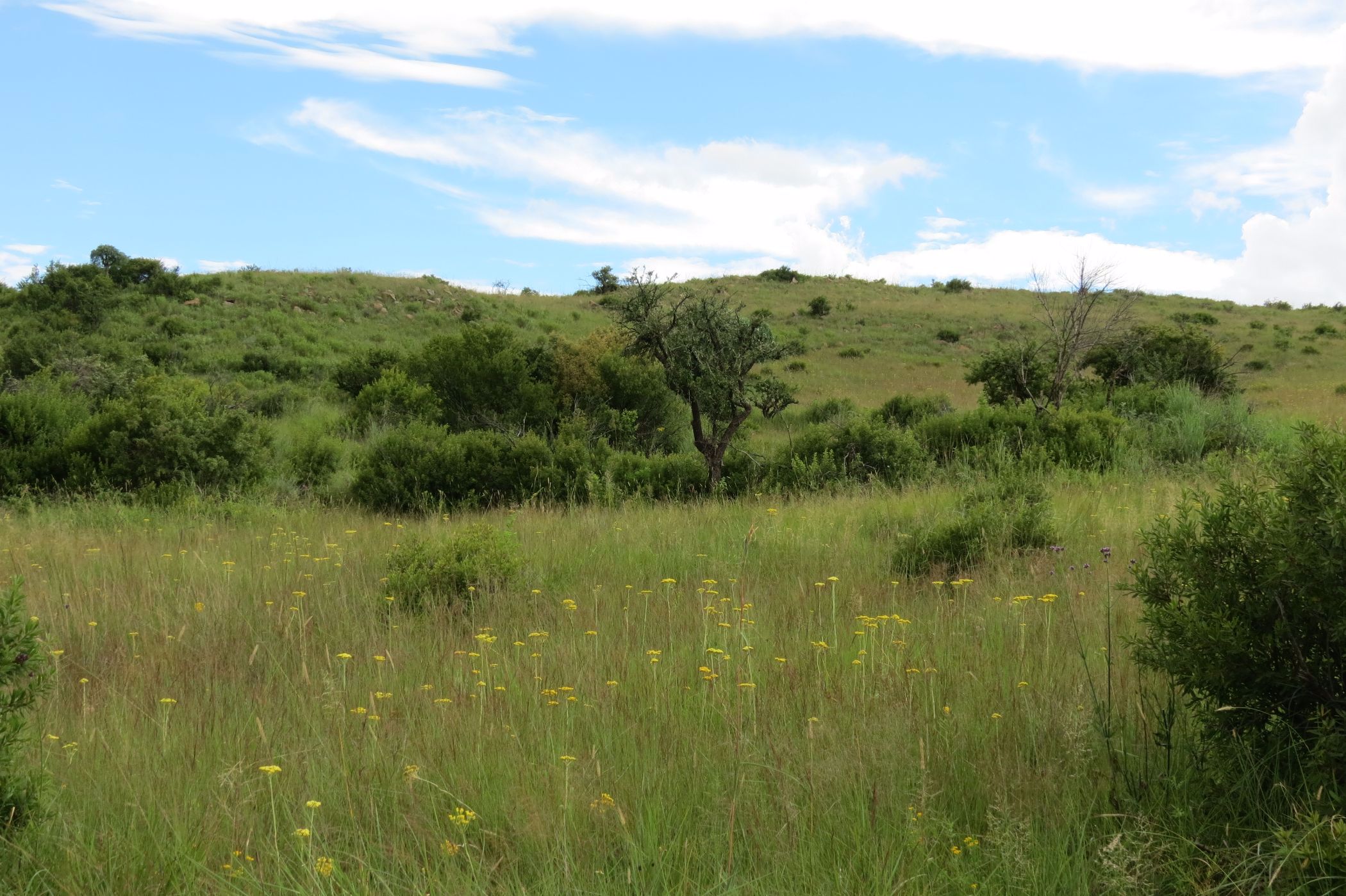 Vacant land for sale in Doornkop Fish and Wildlife Reserve  - 1DS1557585