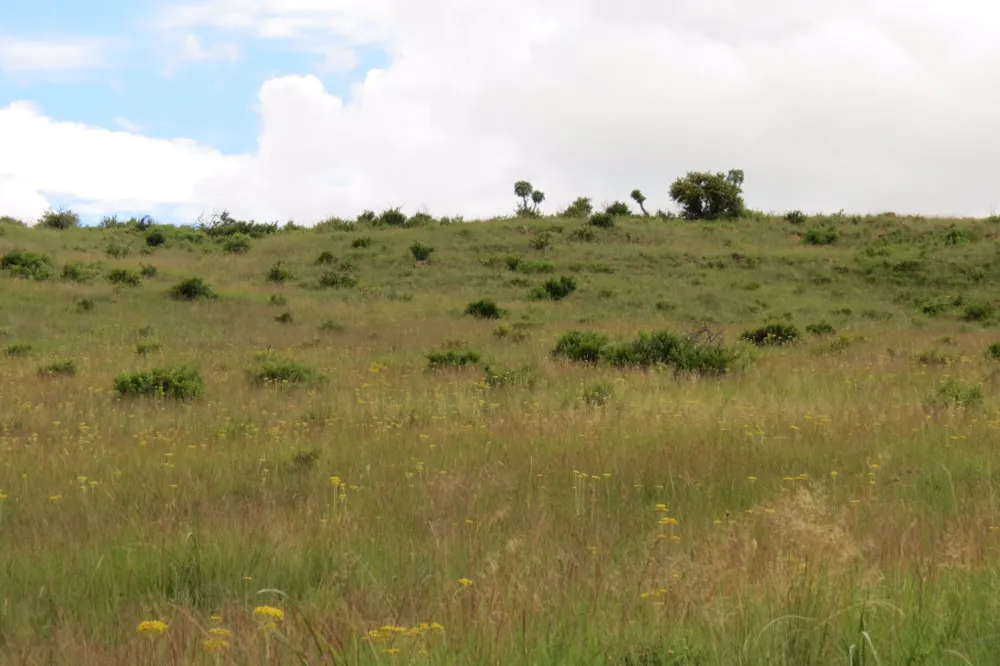 Vacant land for sale in Doornkop Fish and Wildlife Reserve  - 1DS1557585