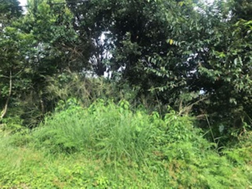 Residential vacant land for sale in Palm Beach - 1PD1563236 Residential vacant land for sale in Palm Beach - 1PD1563236