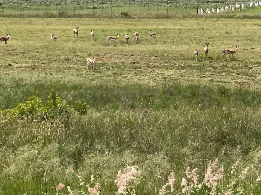 Residential vacant land for sale in Bronkhorstbaai - PRN1601277