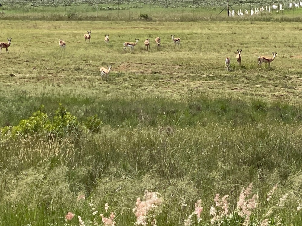 Residential vacant land for sale in Bronkhorstbaai - PRN1601277