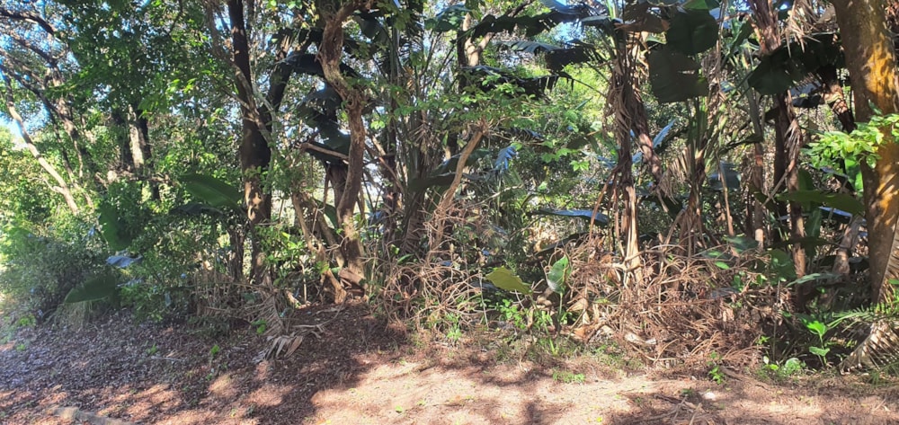 Residential vacant land for sale in Palm Beach - 1PD1569647 Residential vacant land for sale in Palm Beach - 1PD1569647