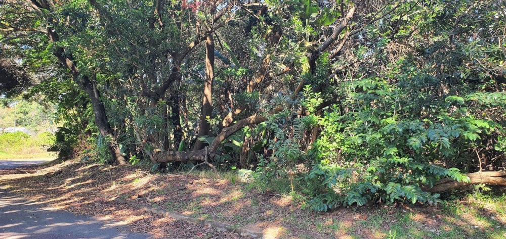 Residential vacant land for sale in Palm Beach - 1PD1569647 Residential vacant land for sale in Palm Beach - 1PD1569647