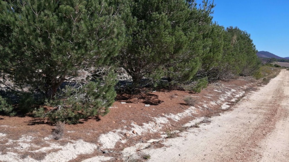 Vacant land for sale in Napier, Overberg - 1SW1570345