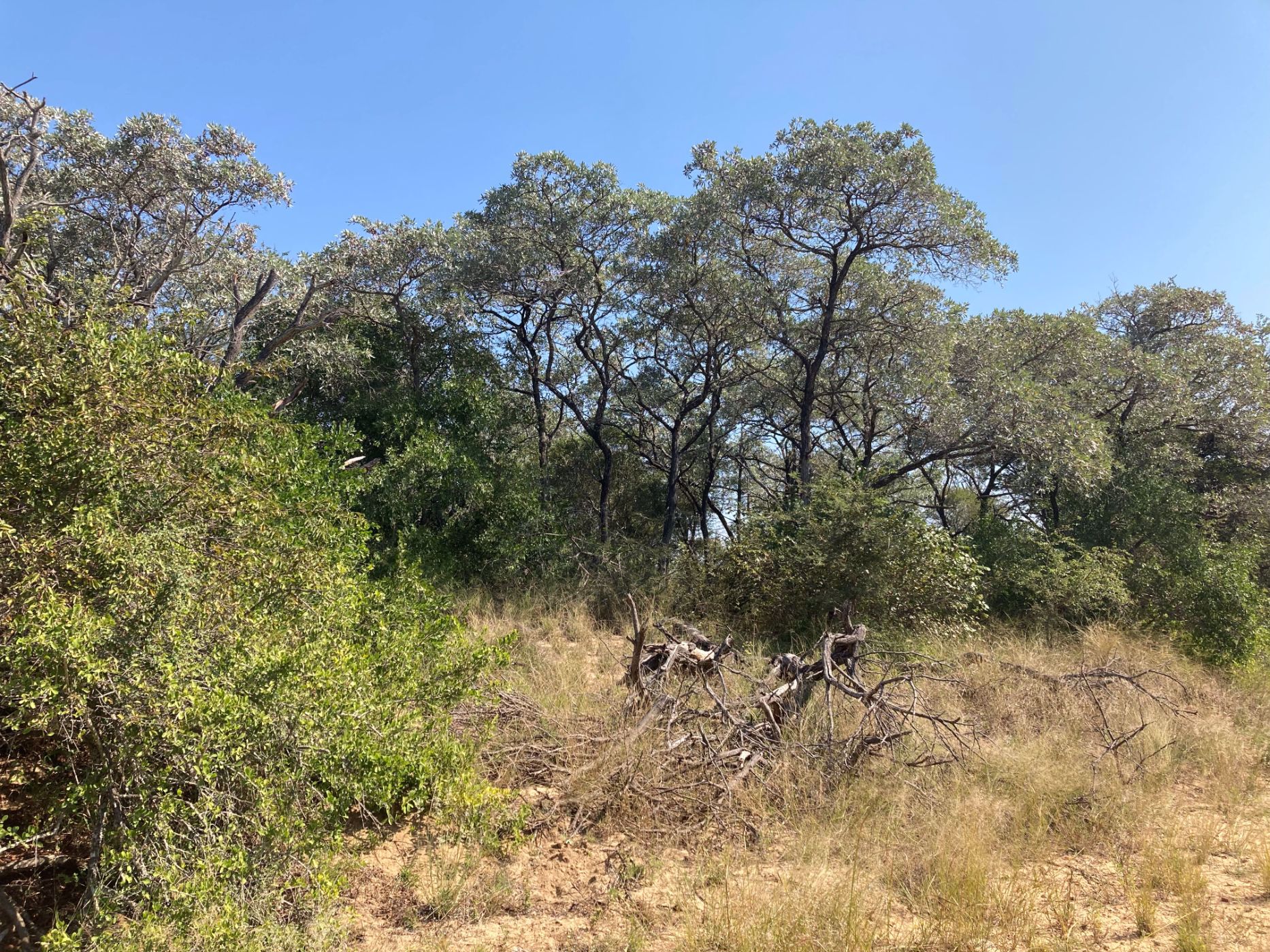 Vacant land for sale in Moditlo Nature Reserve - 1HS1639189