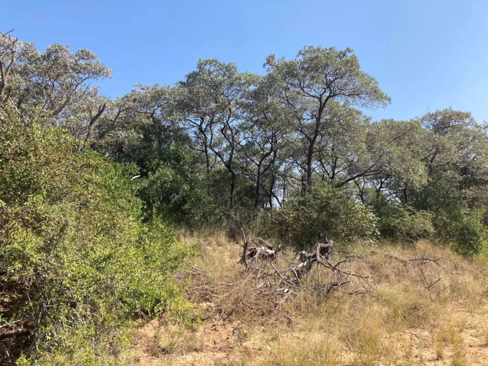 Vacant land for sale in Moditlo Nature Reserve - 1HS1639189