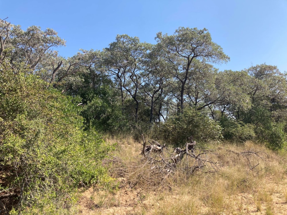 Vacant land for sale in Moditlo Nature Reserve - 1HS1639189 Vacant land for sale in Moditlo Nature Reserve - 1HS1639189