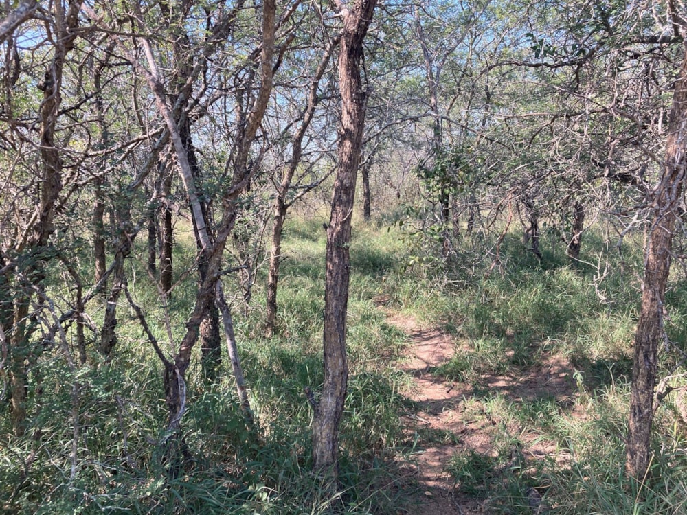 Vacant land for sale in Moditlo Nature Reserve - 1HS1722342