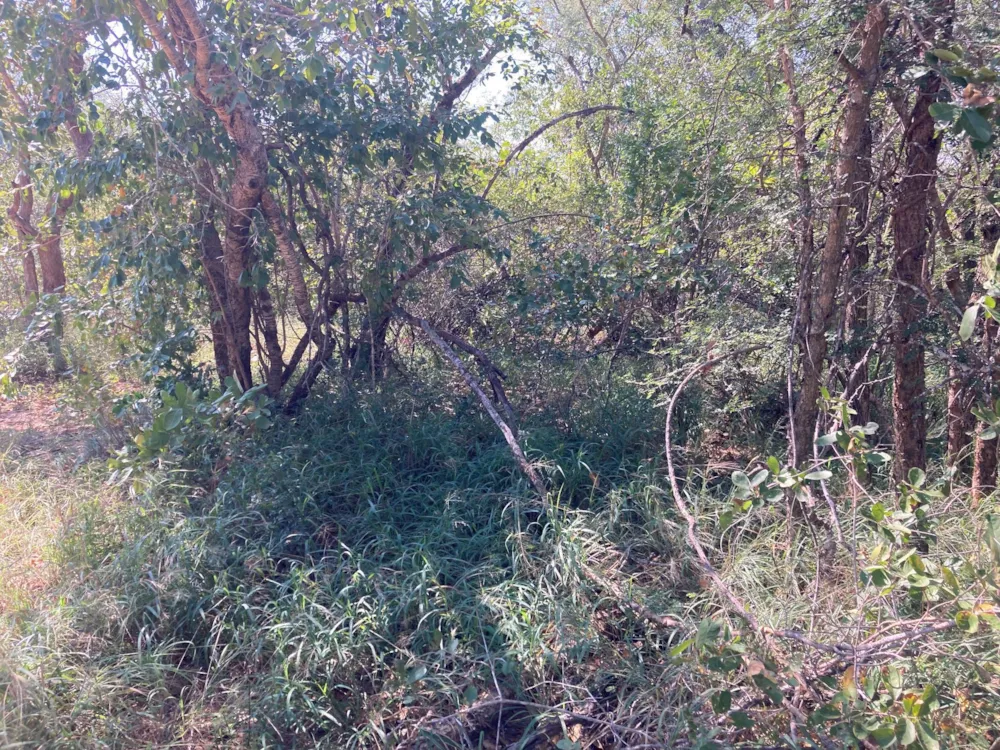 Vacant land for sale in Moditlo Nature Reserve - 1HS1722342