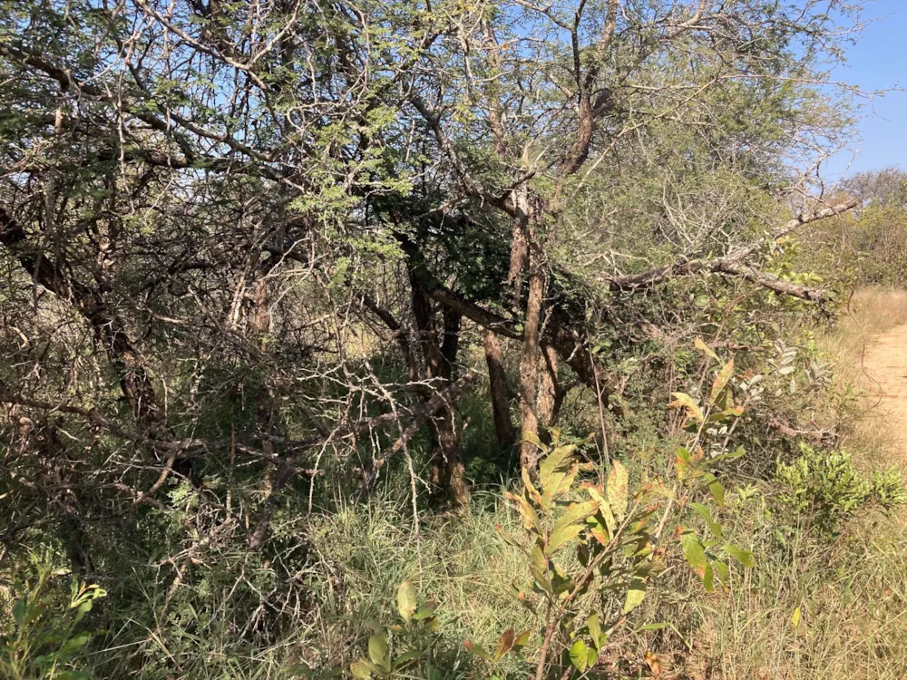 Vacant land for sale in Moditlo Nature Reserve - 1HS1722342
