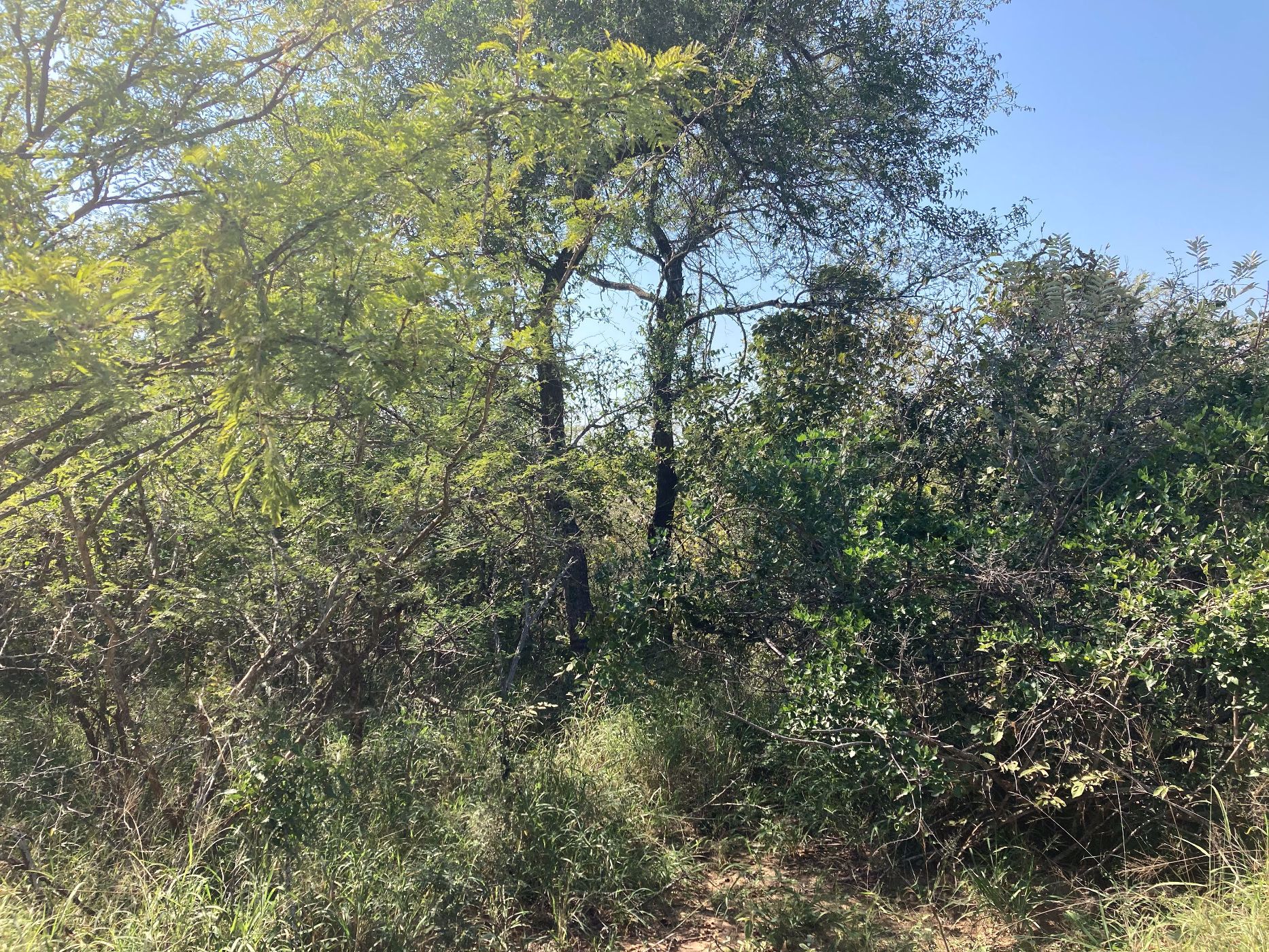 Vacant land for sale in Moditlo Nature Reserve - 1HS1639358