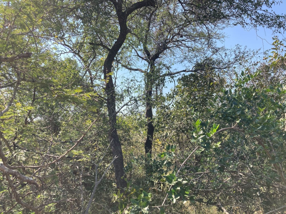 Vacant land for sale in Moditlo Nature Reserve - 1HS1639358 Vacant land for sale in Moditlo Nature Reserve - 1HS1639358