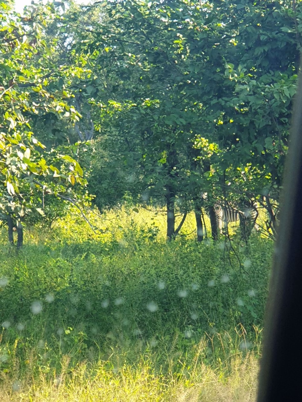 Farm vacant land for sale in Northern Province, Zambia - 3ZA1571186 Farm vacant land for sale in Northern Province, Zambia - 3ZA1571186