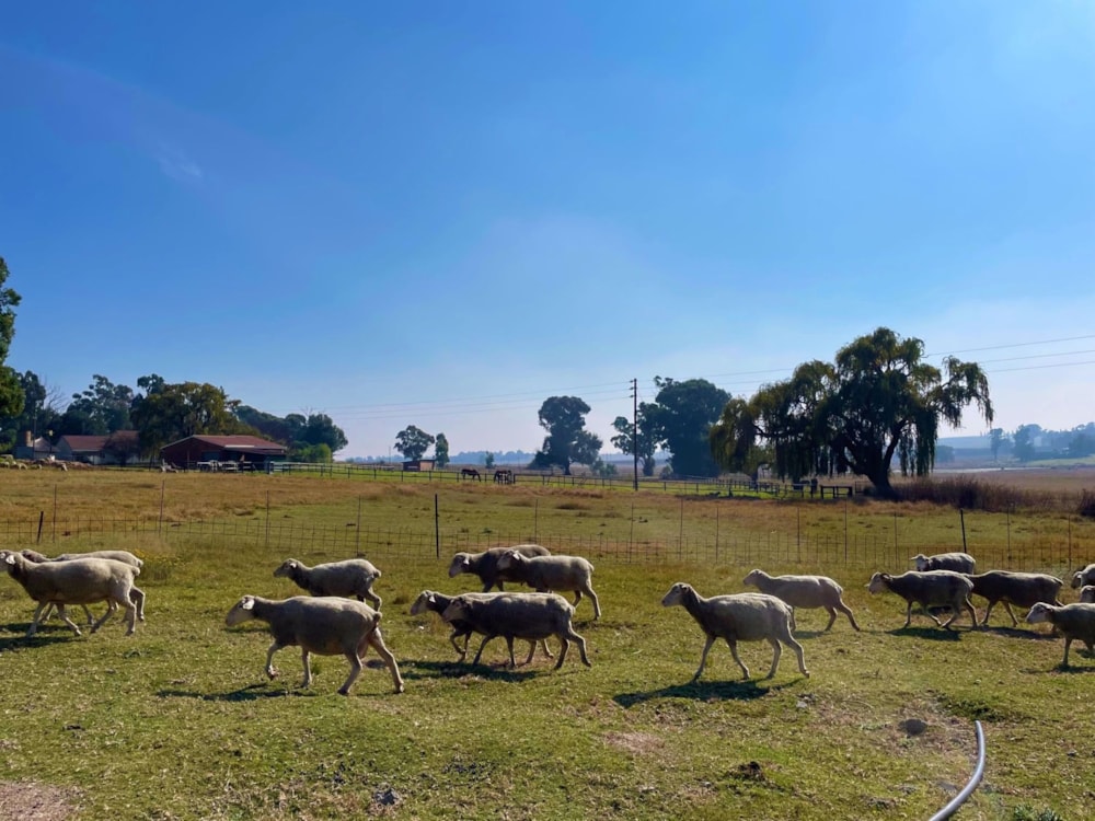 Smallholding for sale in Ermelo - 1EM1571417 Smallholding for sale in Ermelo - 1EM1571417