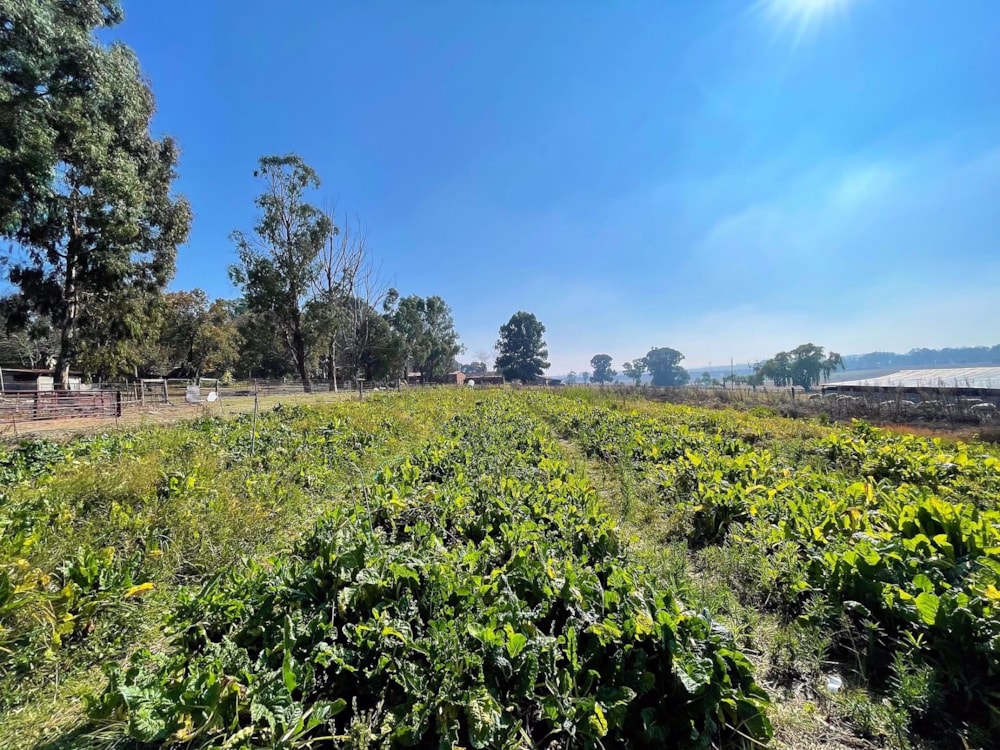 Smallholding for sale in Ermelo - 1EM1571417 Smallholding for sale in Ermelo - 1EM1571417