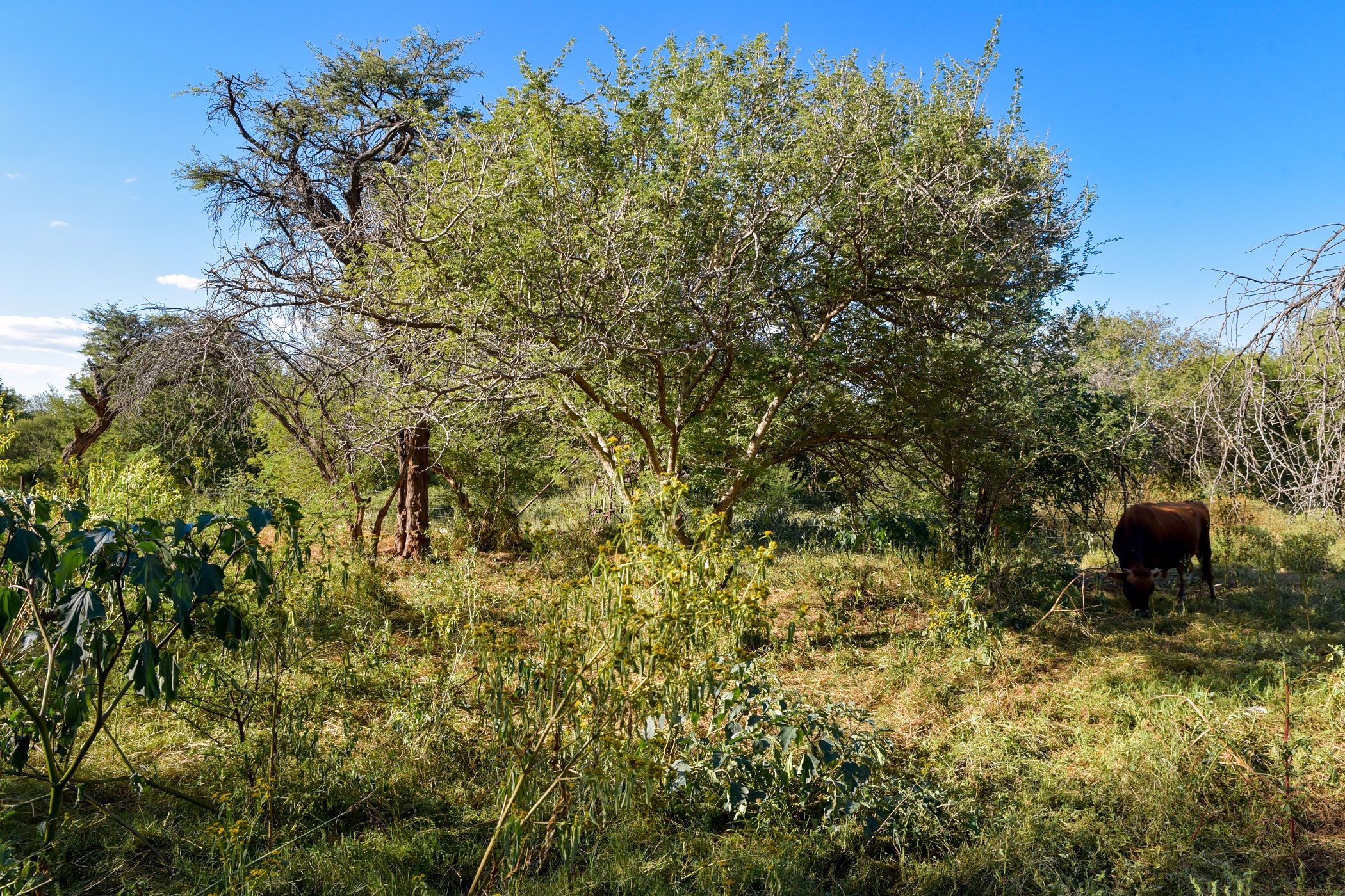 Vacant land for sale in Thabazimbi - 1ER1572221