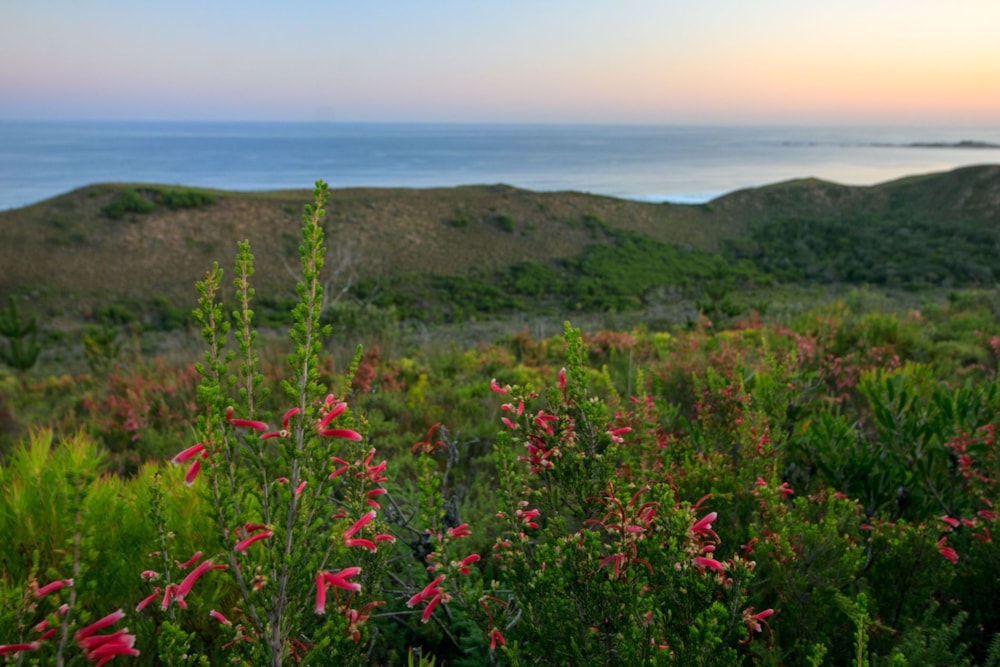 Vacant land for sale in Uitzicht, Knysna - 1KC1012396 Vacant land for sale in Uitzicht, Knysna - 1KC1012396