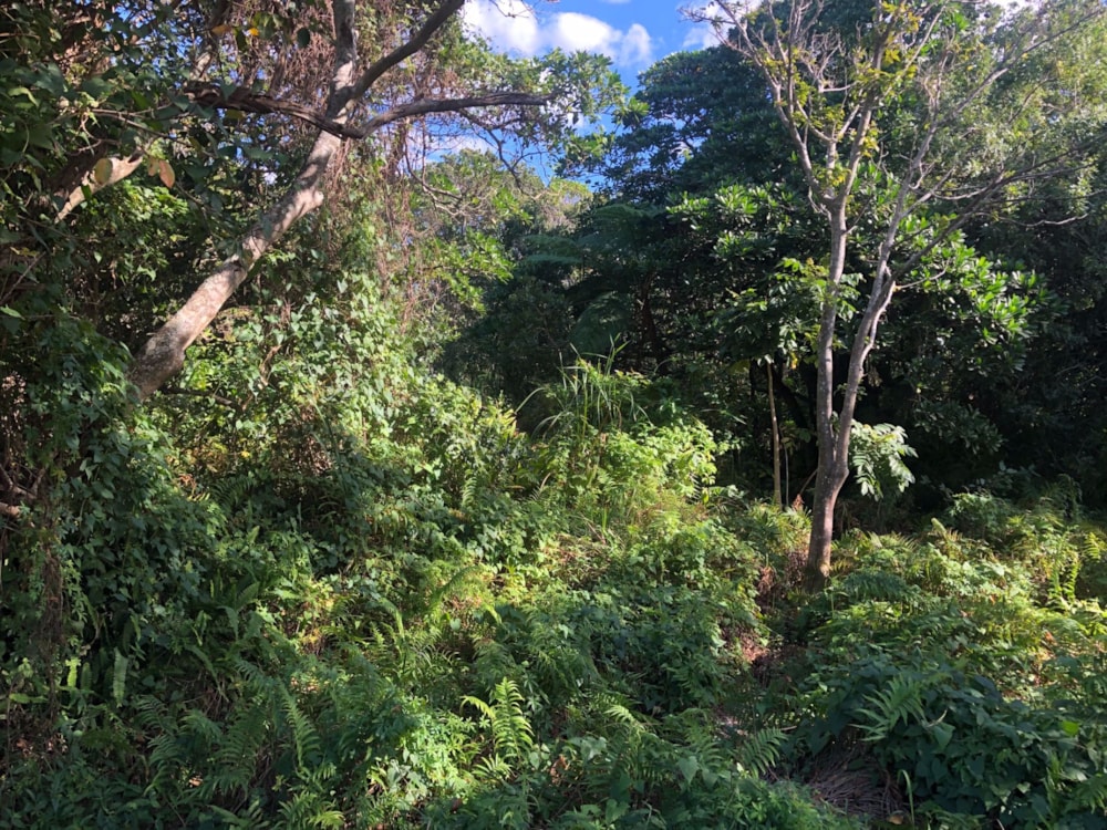 Residential vacant land for sale in Port Edward - 1PD1574254 Residential vacant land for sale in Port Edward - 1PD1574254