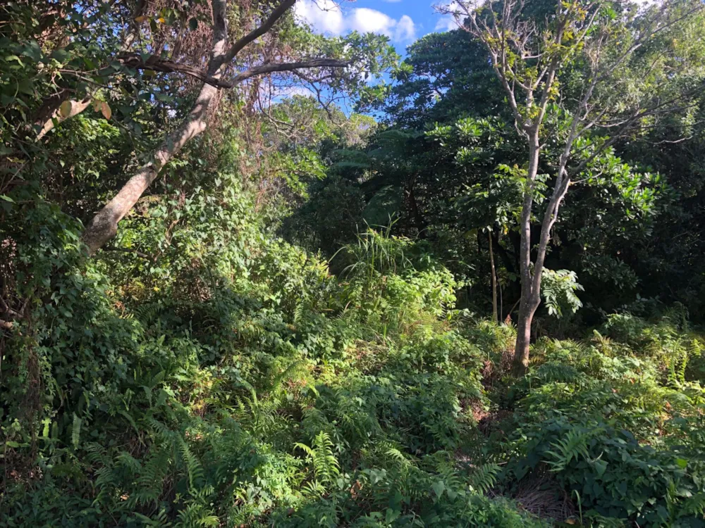 Residential vacant land for sale in Port Edward - 1PD1574254 Residential vacant land for sale in Port Edward - 1PD1574254