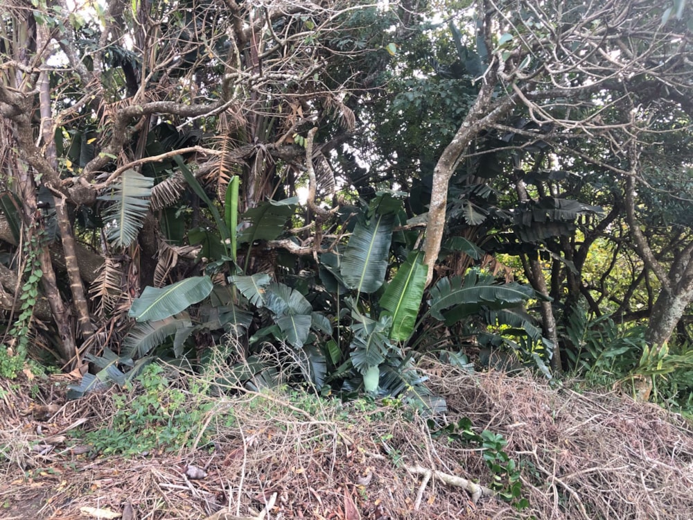 Residential vacant land for sale in Port Edward - 1PD1574254 Residential vacant land for sale in Port Edward - 1PD1574254