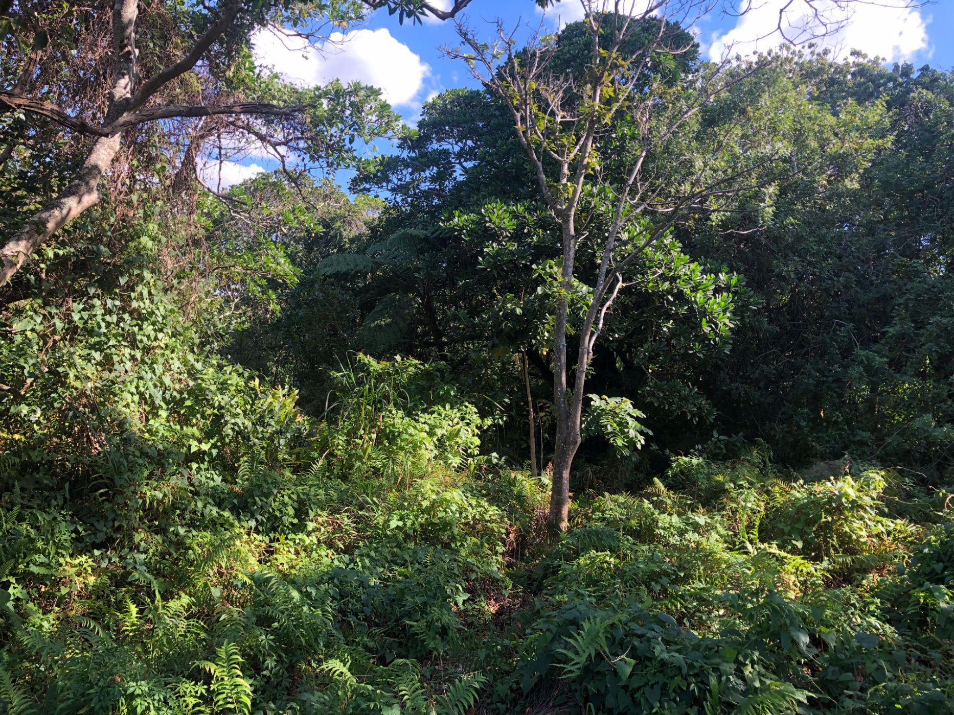 Residential vacant land for sale in Port Edward - 1PD1574254