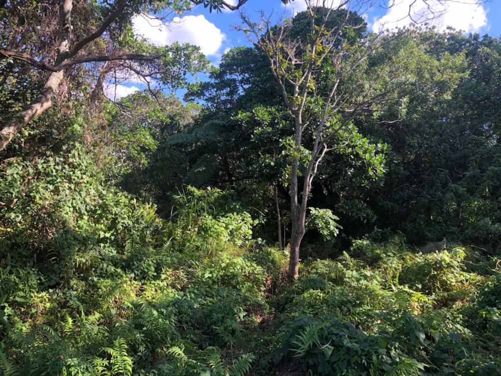 Residential vacant land for sale in Port Edward - 1PD1574254 Residential vacant land for sale in Port Edward - 1PD1574254