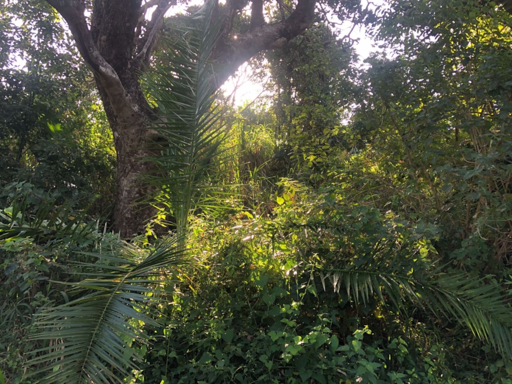 Residential vacant land for sale in Palm Beach - 1PD1563236 Residential vacant land for sale in Palm Beach - 1PD1563236