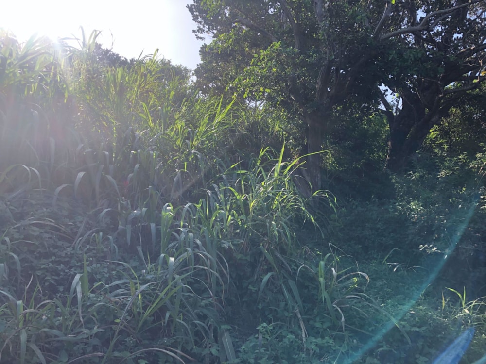 Residential vacant land for sale in Palm Beach - 1PD1563236 Residential vacant land for sale in Palm Beach - 1PD1563236