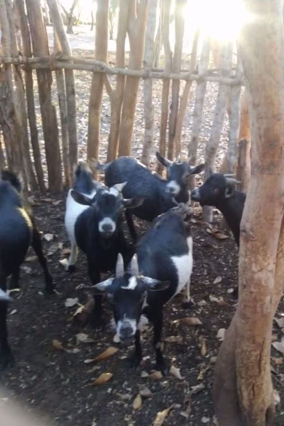 Farm vacant land sold in Inhambane, Mozambique - 3MQ1575802