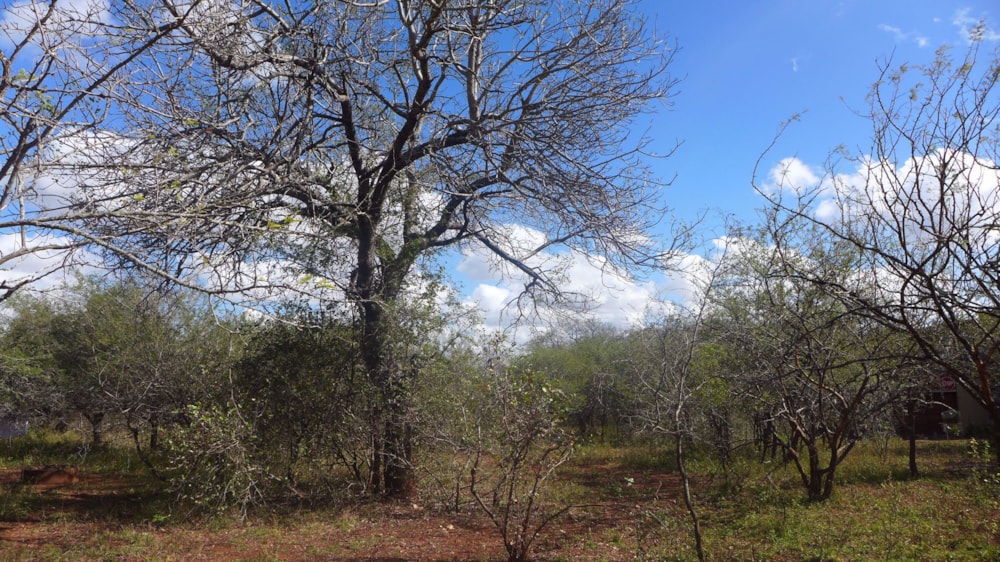 Vacant land for sale in Marloth Park - 1NK1686929