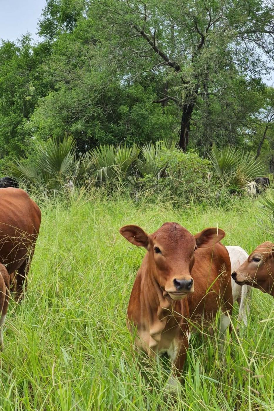 Dairy farm for sale in Inhassoro, Mozambique - 3MQ1648280