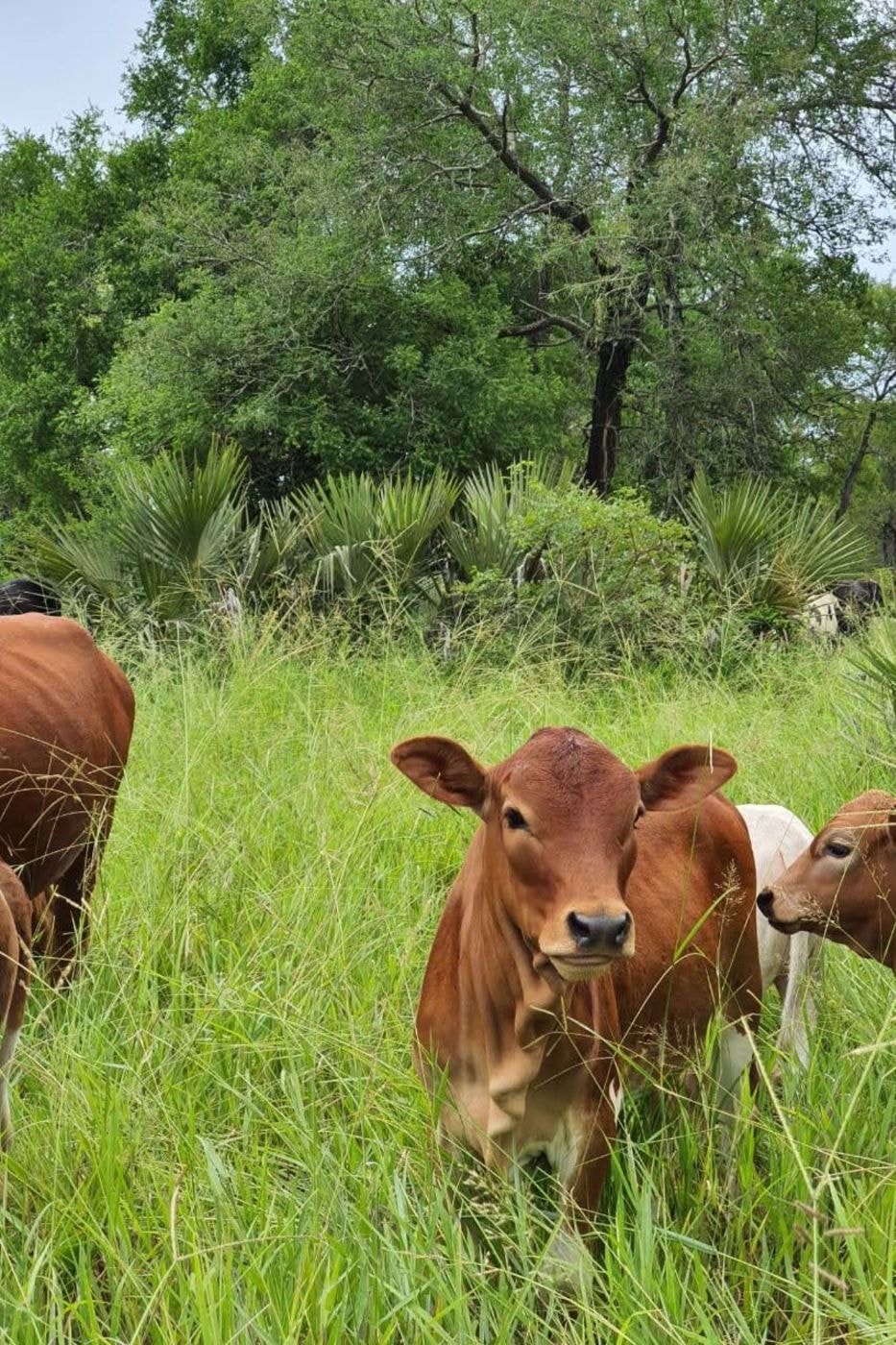 Dairy farm for sale in Inhassoro, Mozambique - 3MQ1648280